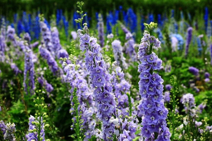 うす紫色の花を咲かせているデルフィニウム