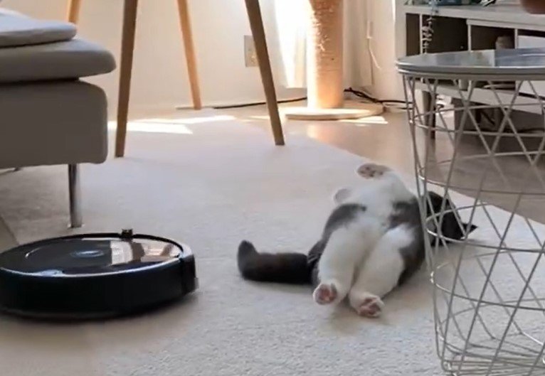 ルンバと猫