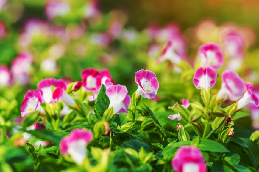 トレニアの花。ピンクと白のツートンカラー。