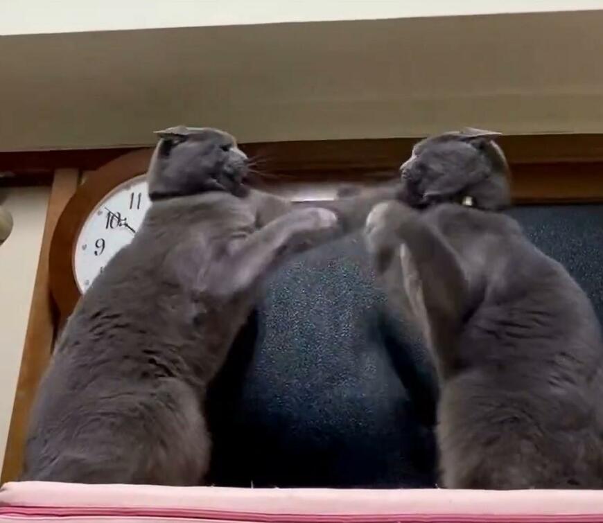 猫パンチ