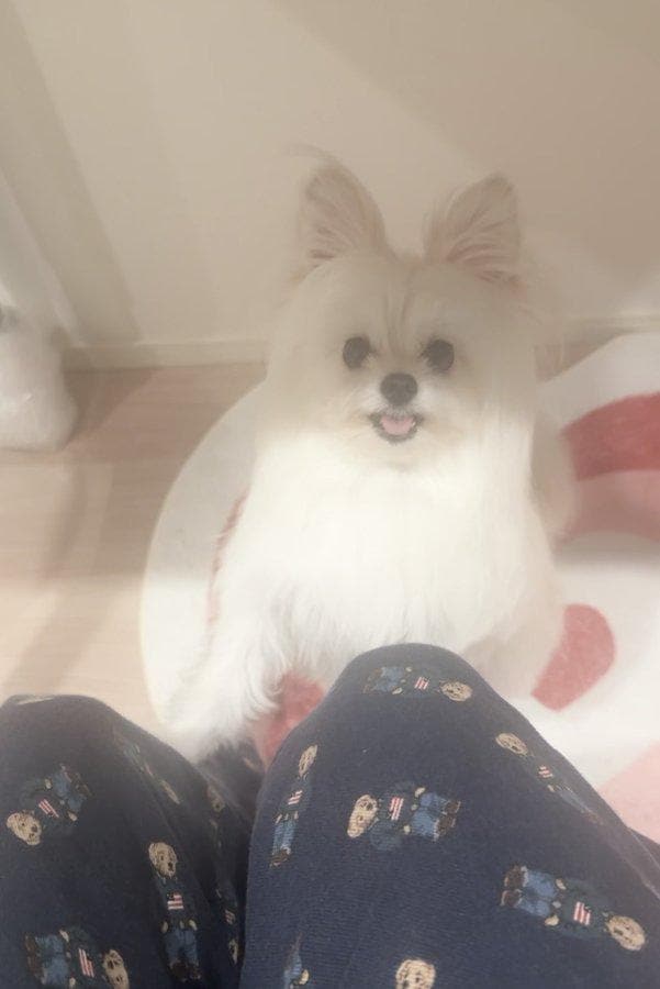 人間の夕食をねだるポメプー