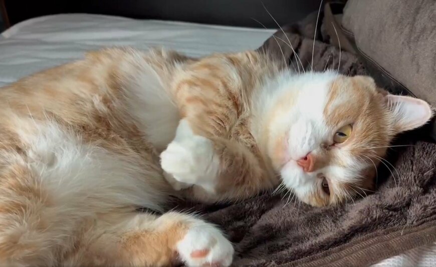 1匹の猫
