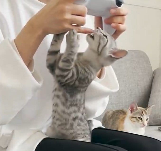 かまってほしい猫