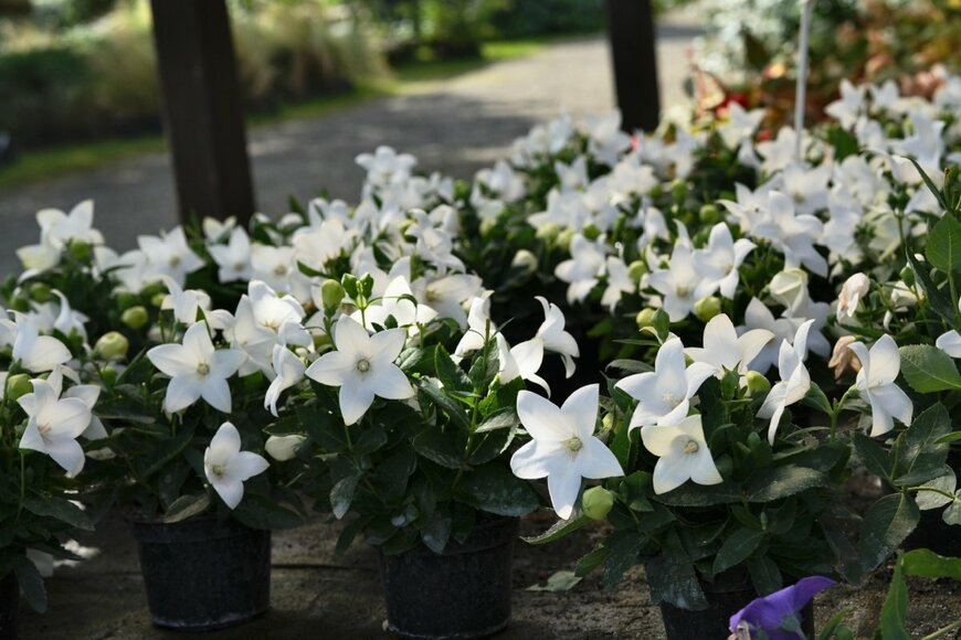 白いキキョウが咲き誇る様子