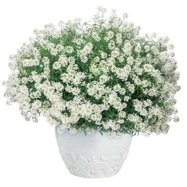 PROVEN WINNERS(R) スーパーアリッサム