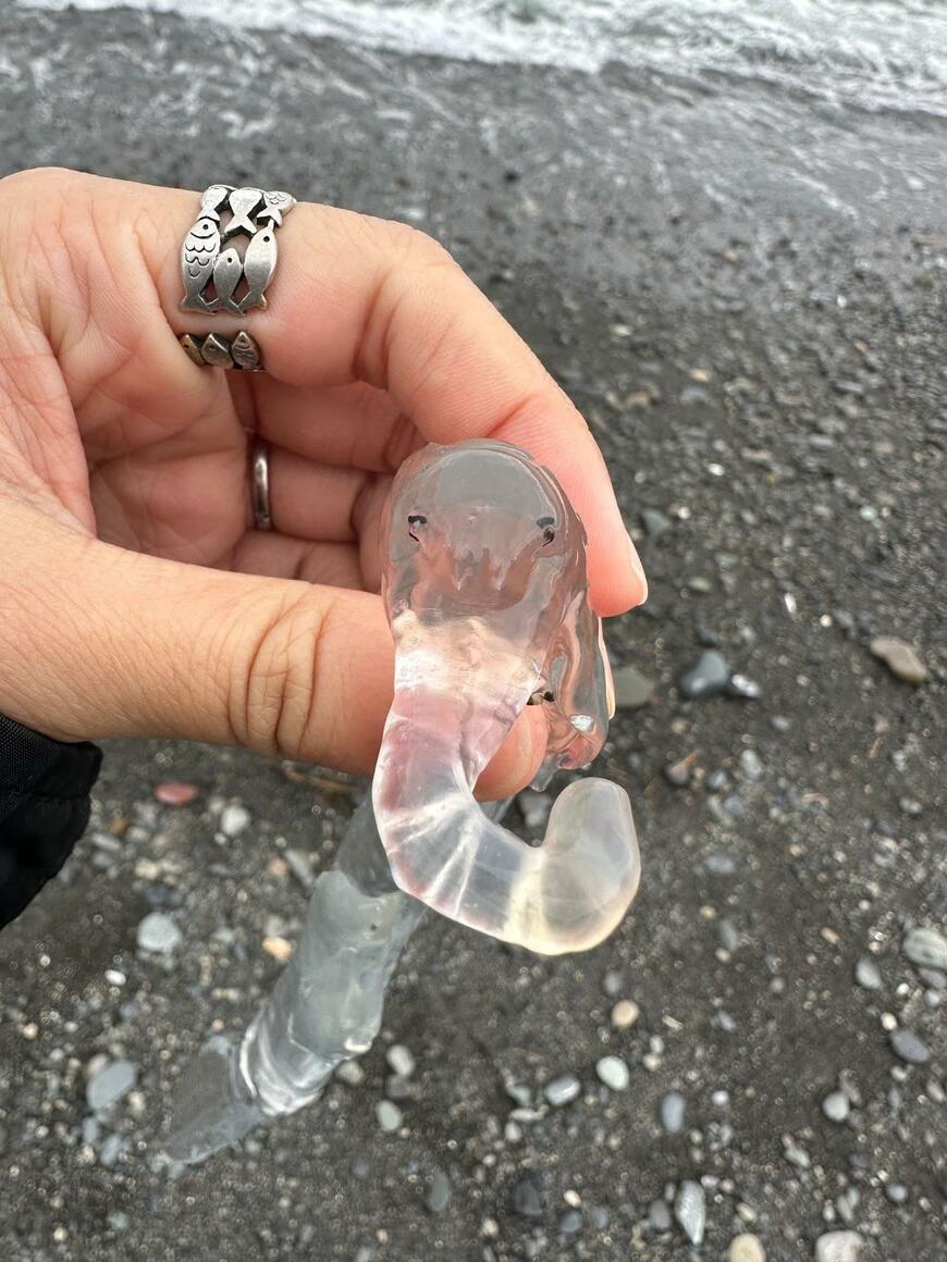 かわいいゾウクラゲ