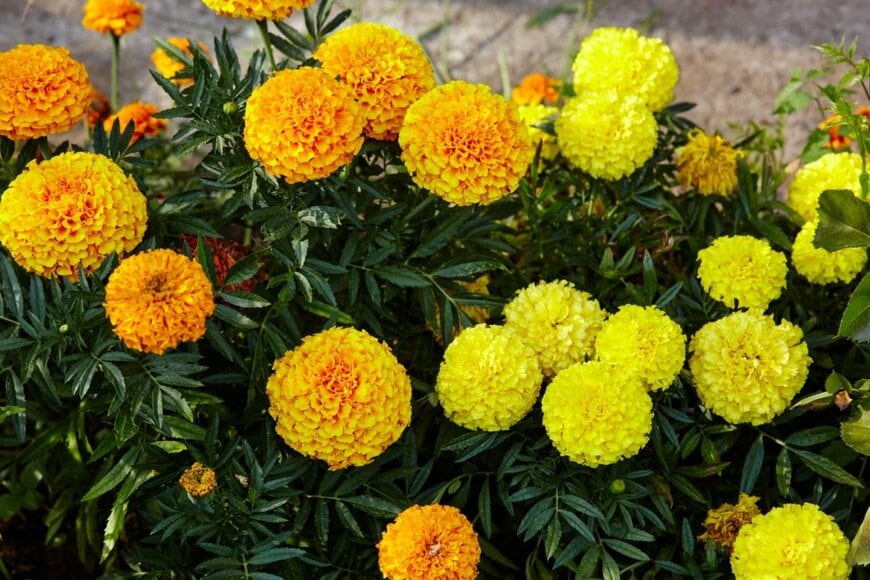 オレンジと黄色の丸い花を咲かせているマリーゴールド