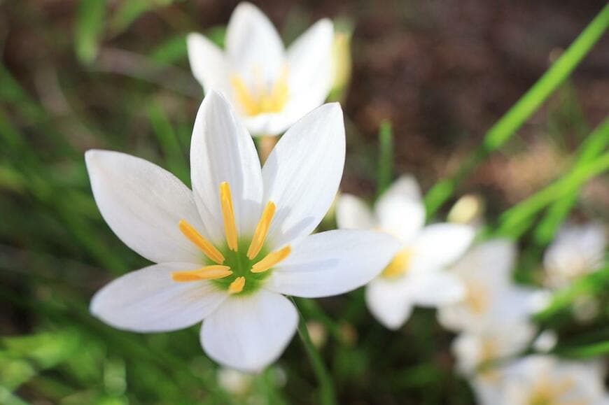 白い花が満開のゼフィランサス