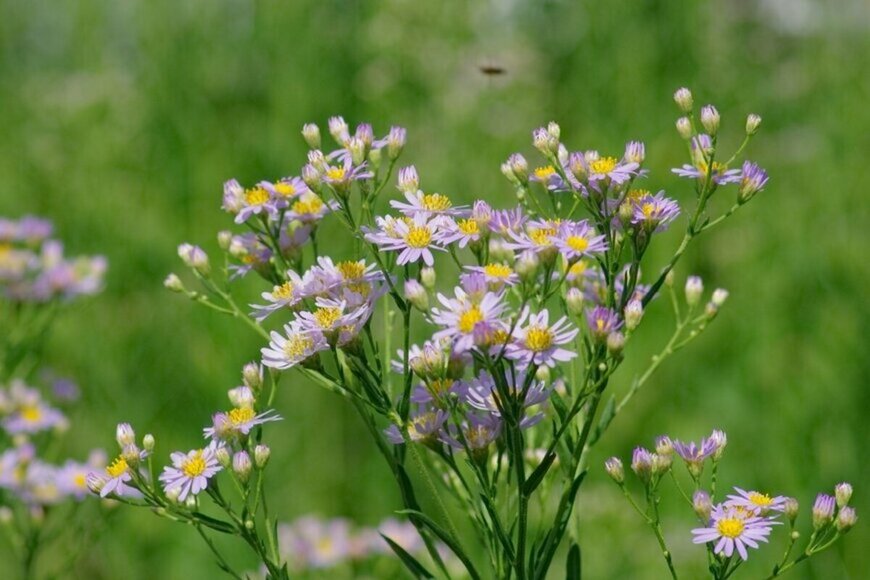 ナチュラルな紫色の花を咲かせているノコンギク