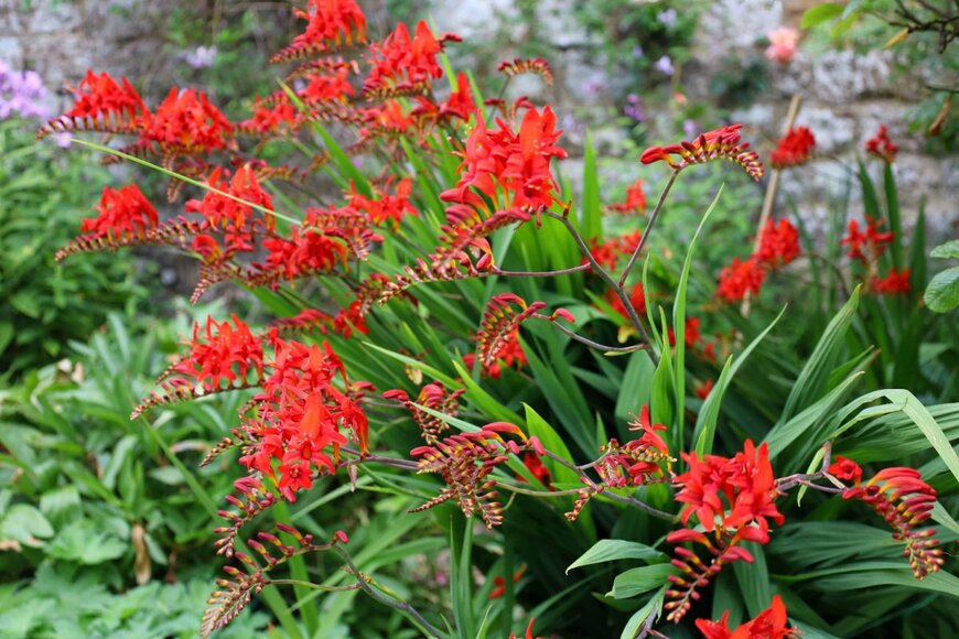 真っ赤なクロコスミアの花々