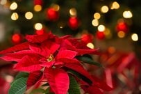 クリスマスの花「ポインセチア」育て方と管理のコツ、長く楽しむには？