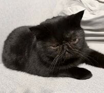 人間みたいに「ソファでテレビを見る」猫ちゃん→ 席が空いていないと…意外な表情に思わず笑ってしまう