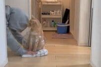 【猫の手も借りたい】2匹の飼い猫と一緒に掃除をしてみると…　「まさかの展開」に思わず目を疑う