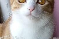 子猫を保護して約1年…衝撃級「微笑みの天使」成長姿に心温まる