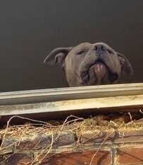 古い空き家に閉じ込められ、必死に助けを求める犬を保護　待っていた優しい結末に感動