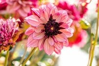 【ガーデニング】秋の庭の主役は「ニュアンスカラーの花」で決まり！ふんわり系キュートな「多年草・一年草」7選