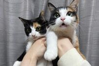 本物の姉妹のようにそっくりな元保護猫→2匹が見せた心温まる行動に「仲良しで素敵」