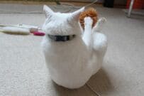 ストイックな「猫の遊び方」が話題に　衝撃的なポーズに「日々こうして鍛錬してるのね」