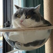 家の中でハチワレ猫が行方不明に？！意外な場所から覗く冷静な表情に笑ってしまう