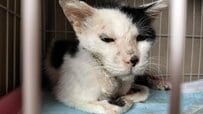 「諦めた目」のガリガリだった子猫を保護　1年後の成長姿に感動「幸せそう」