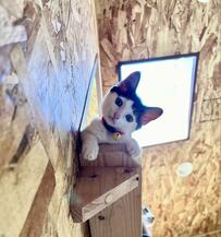 “首をかしげるポーズ”が可愛い子猫が半年後…美猫に成長！子猫時代との比較写真に注目