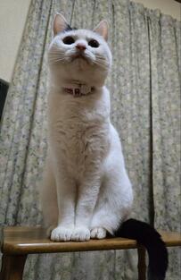 角度によって大きさが違って見える猫さんが話題「本当はスリムなんだね！？」