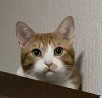 2023年9月に保護した野良猫　4カ月後の顔が…！先住猫との相似具合に驚き