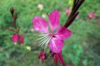 【いまが植え付け適期】一度根付けば「ほぼ放任OK」地植えで毎年美しい花が楽しめる多年草3選