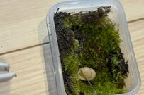 息子が友達からもらった正体不明の卵　孵化したはずの生き物が「消えた」展開に反響