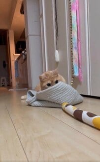 隠れ蓑から猫ちゃんがチラチラ…？まさかのおもちゃ遊びに笑ってしまう