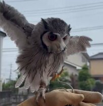 【動揺】迫りくるトラックに驚くフクロウさん　あわあわしている姿が可愛いと話題