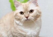 愛猫のために「モコモコベッド」を購入した結果→意外な反応に思わず二度見してしまう