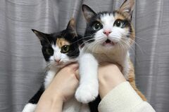 本物の姉妹のようにそっくりな元保護猫→2匹が見せた心温まる行動に「仲良しで素敵」
