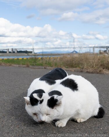 2匹の猫が穏やかにくつろぐ写真に違和感 「頭が混乱する」「二度見しま