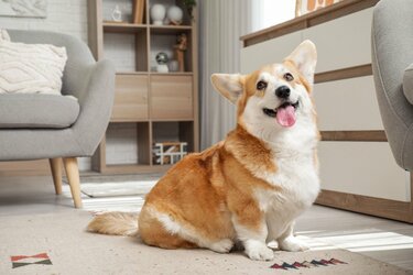 YOU+MORE! コーギーのおなかぽよぽよ枕カバーの会 はなはだしく YOU+MORE! コーギーのおなかぽよぽよ枕カバーの会 はなはだしく
