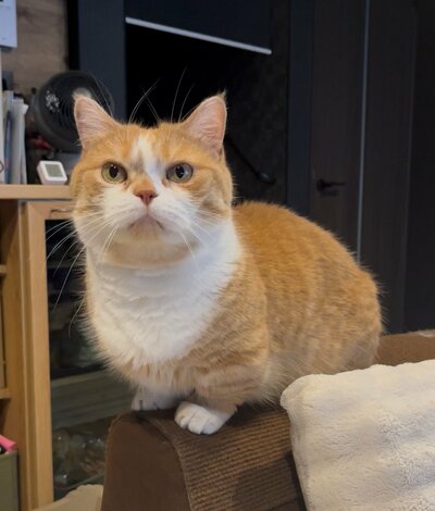 モフモフとした毛並みが美しいですね