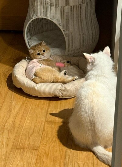 術後のひめちゃんを見守るももくん