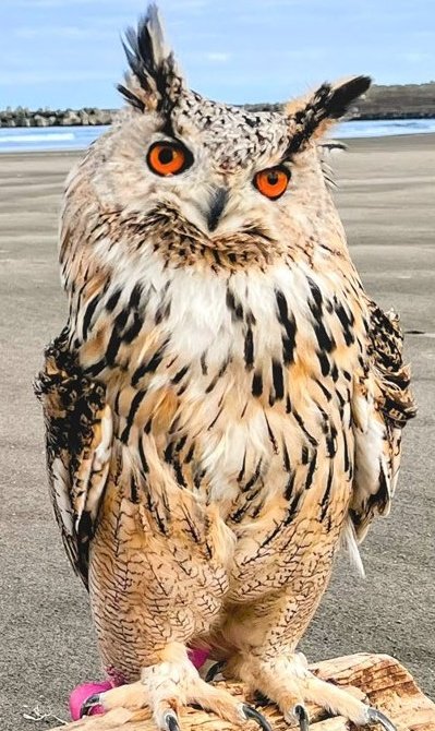 投稿動画のワンシーン