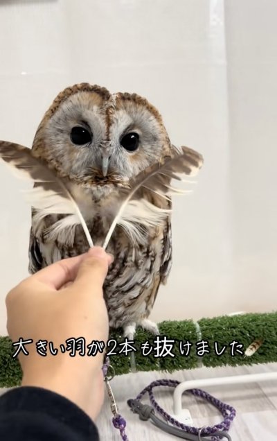 投稿動画のワンシーン