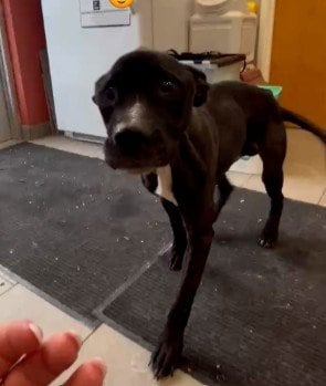 極寒の中鎖で繋がれていた“目が不自由な老犬”を保護→腫瘍も発見…見事に克服した姿に感動！「良い結果が嬉しい」の声