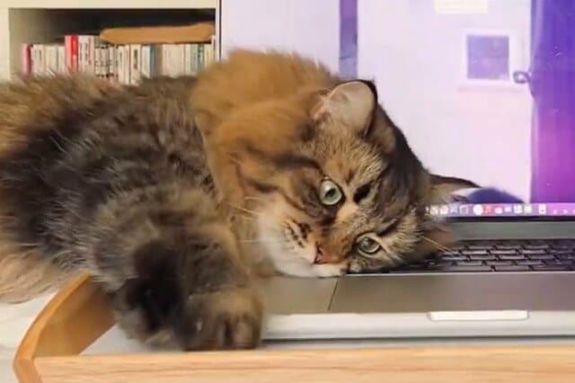 猫が初めて「打ち出した文字列」に思わず悶絶！額縁に入れて飾りたくなる…！
