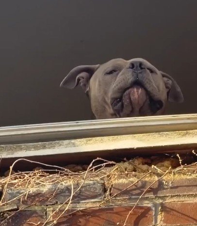 古い空き家に閉じ込められ、必死に助けを求める犬を保護　待っていた優しい結末に感動