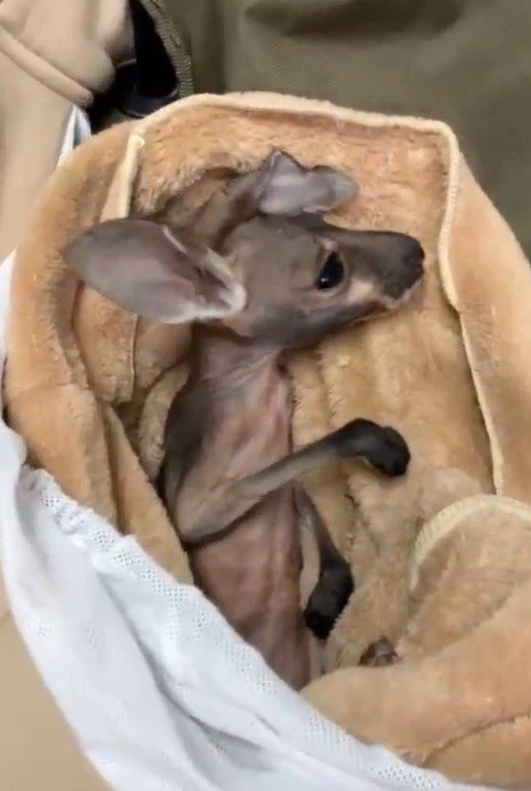 【とべ動物園】布団にくるまれミルクもゴクゴク...アカカンガルーの赤ちゃんに「こんなに細くて小さいんですね」の声（愛媛県）