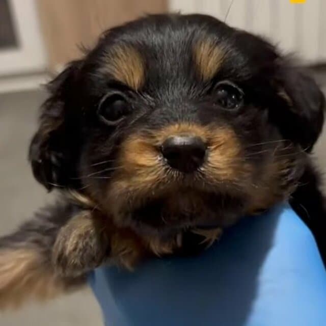 野原に置き去りにされていた仔犬を保護 疾患を乗り越えて成長していく姿に応援が広がる