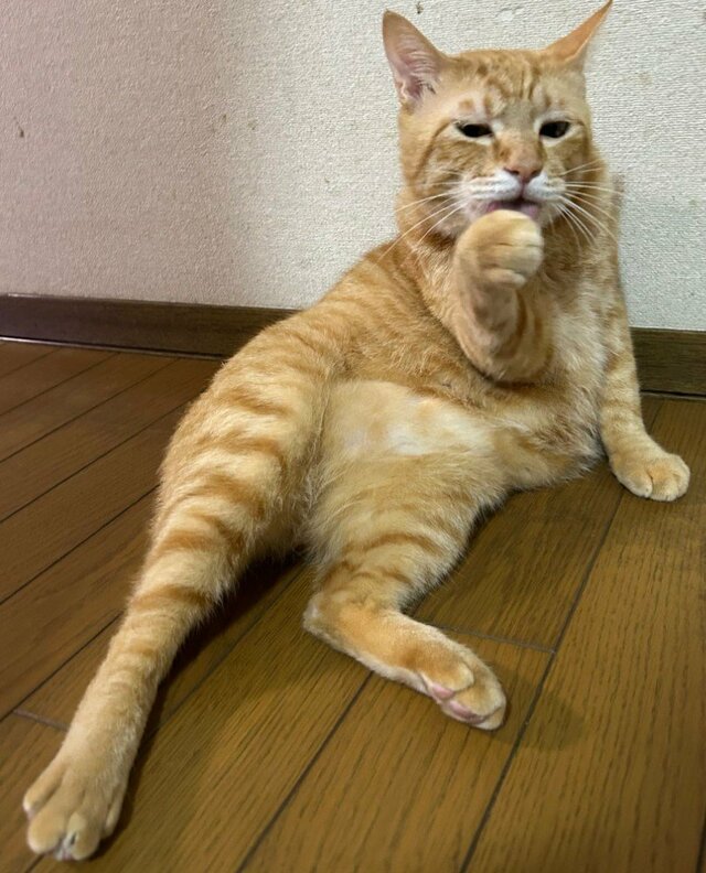 元保護猫の貫禄たっぷりのおじさん座りから一変、ぽかんと口を開けた「芋虫」姿に笑ってしまう