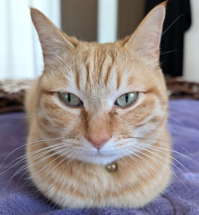 「美しすぎる」キリッと座る猫ちゃんの”おててないポーズ”に癒される人続出！