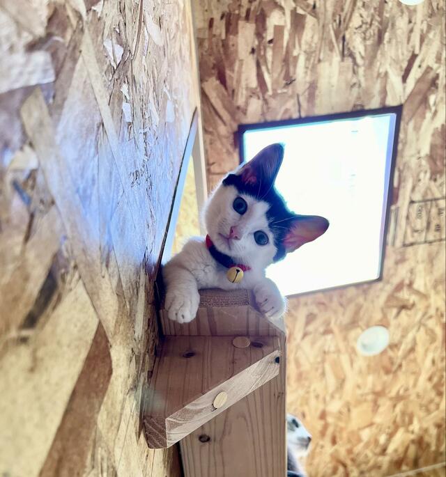 “首をかしげるポーズ”が可愛い子猫が半年後…美猫に成長！子猫時代との比較写真に注目