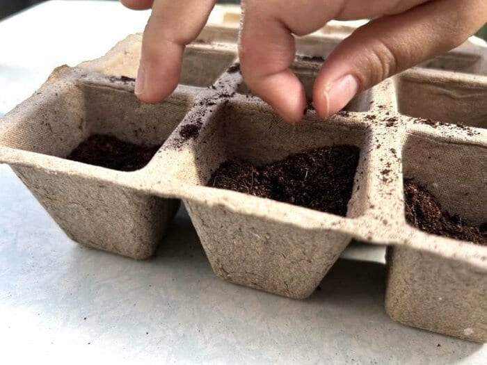 土をポットの半分まで入れたら、種を蒔く