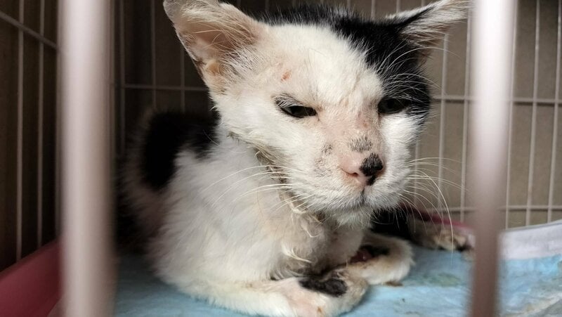 「諦めた目」のガリガリだった子猫を保護 1年後の成長姿に感動「幸せそう」