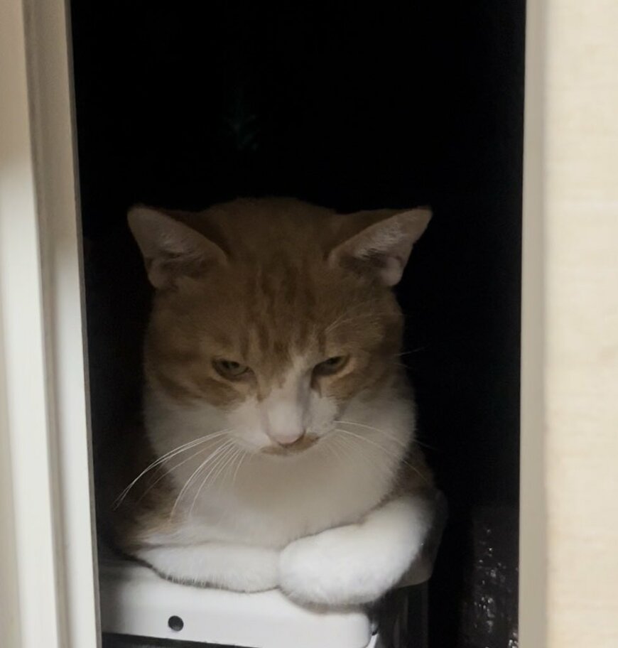 出所：@Neko2Obasan